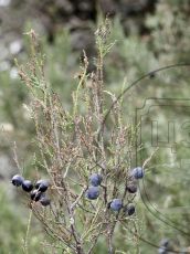 Juniperus-excelsa_дефолиация